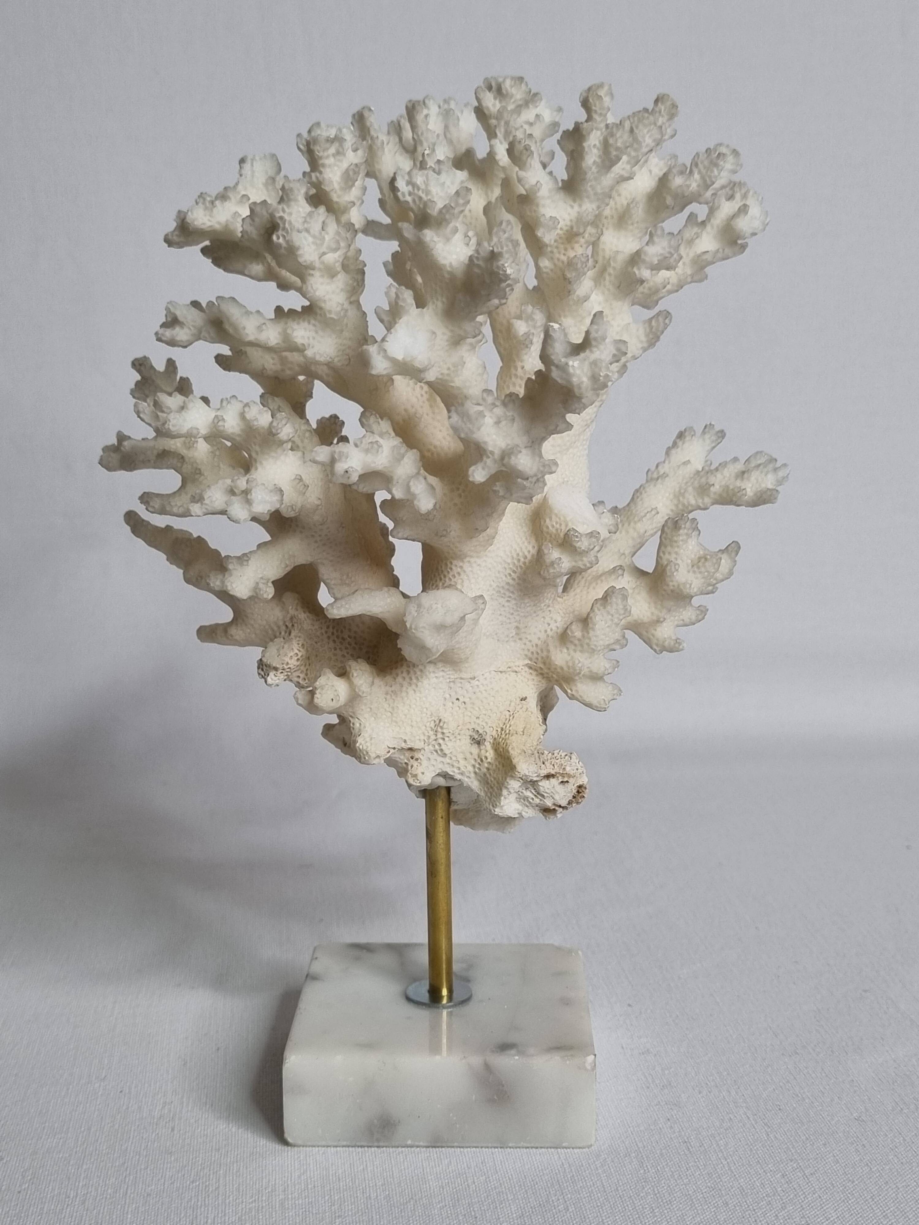 Set of four old white corals on marble base, 20 cm