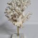 Set of four old white corals on marble base, 20 cm