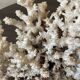 Corail blanc grand modèle 1960 sur bois sculpté