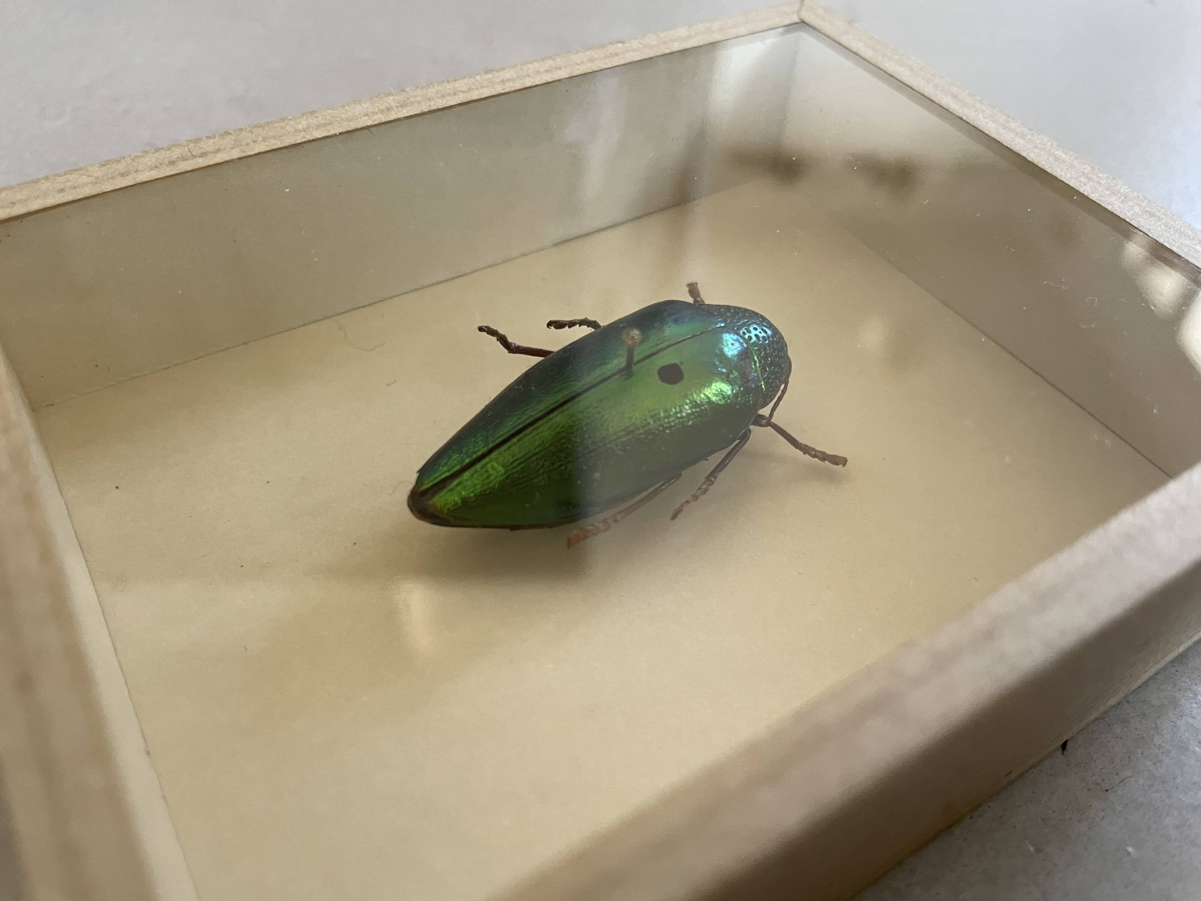 Beetle stuffed under glass