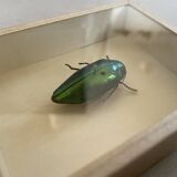Beetle stuffed under glass