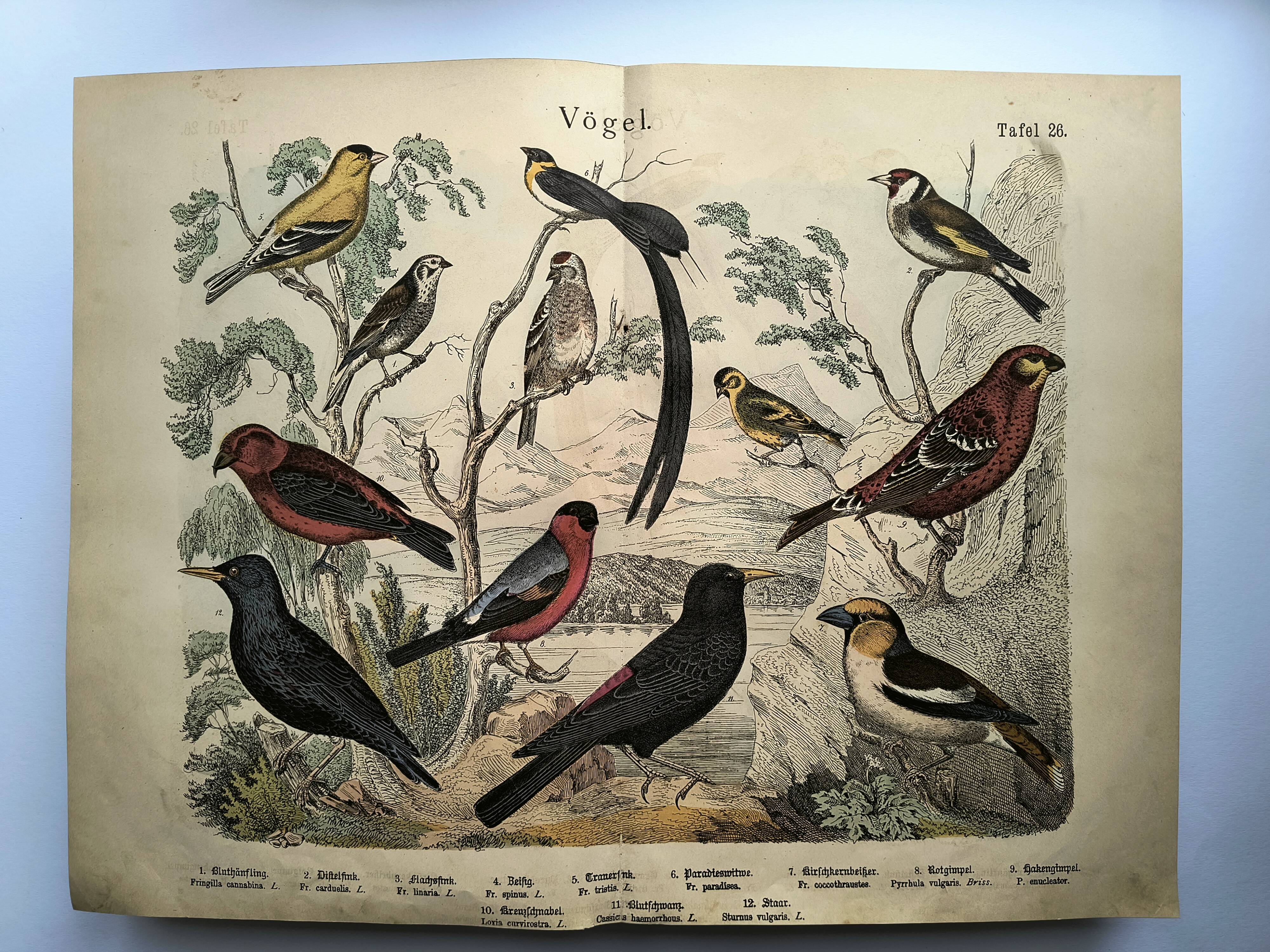 Large antique engraving, 1886 - Finch and birds. Lithograph, plate