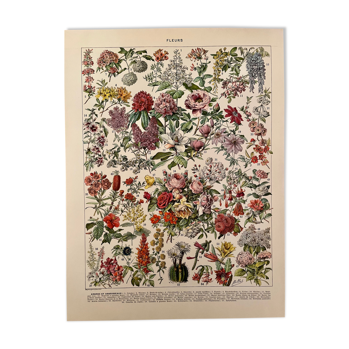 Lithograph engraving on flowers from 1928 (trees and shrubs)