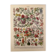 Lithograph engraving on flowers from 1928 (trees and shrubs)