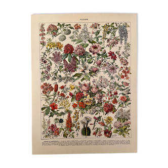 Lithographie gravure sur les fleurs de 1928 (arbres et arbrisseaux)