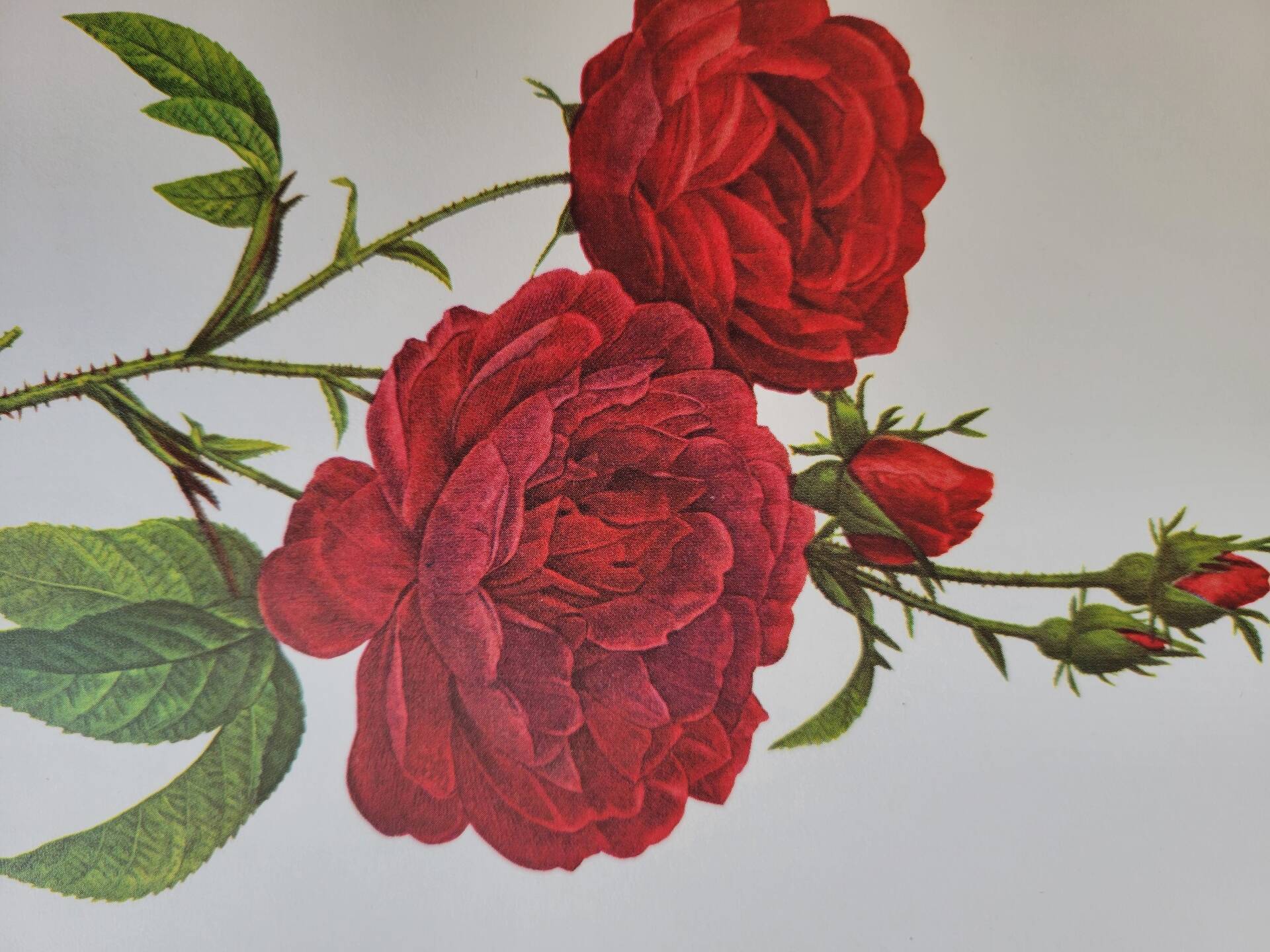 Botanical plate Rose Bishop P. J. Redouté 1960