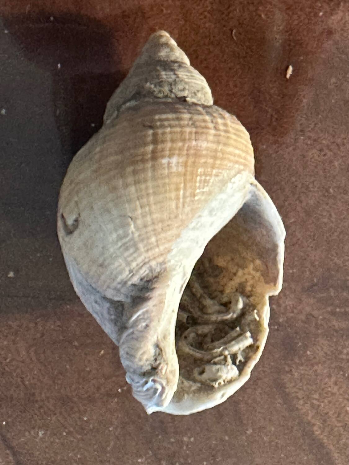 Lot of 8 old collectible shells - cabinet of curiosity