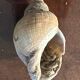 Lot of 8 old collectible shells - cabinet of curiosity