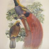 "Exotic birds" setting