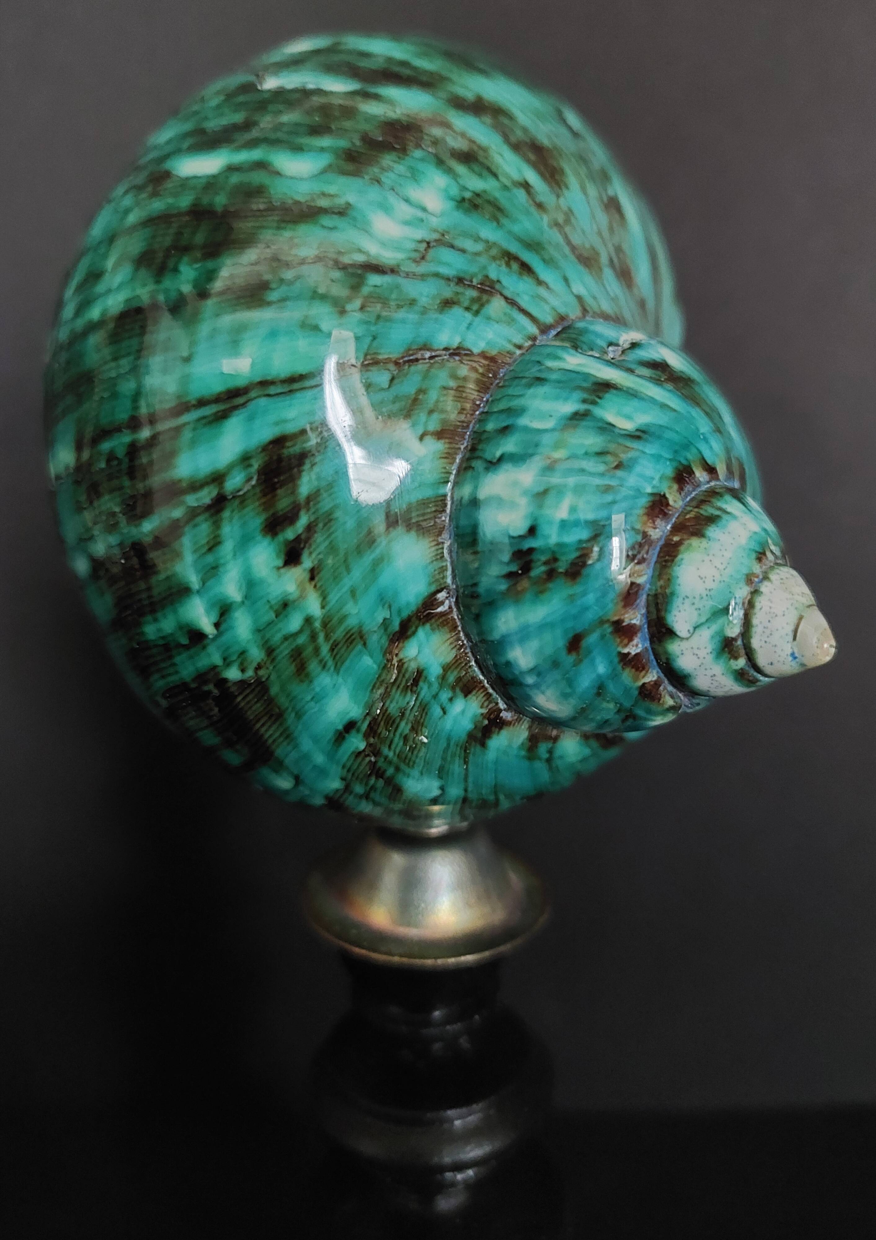 Cabinet of Curiosities turbo imperialis shell on base