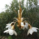 Brass chandelier and flowers in mother-of-pearl petals
