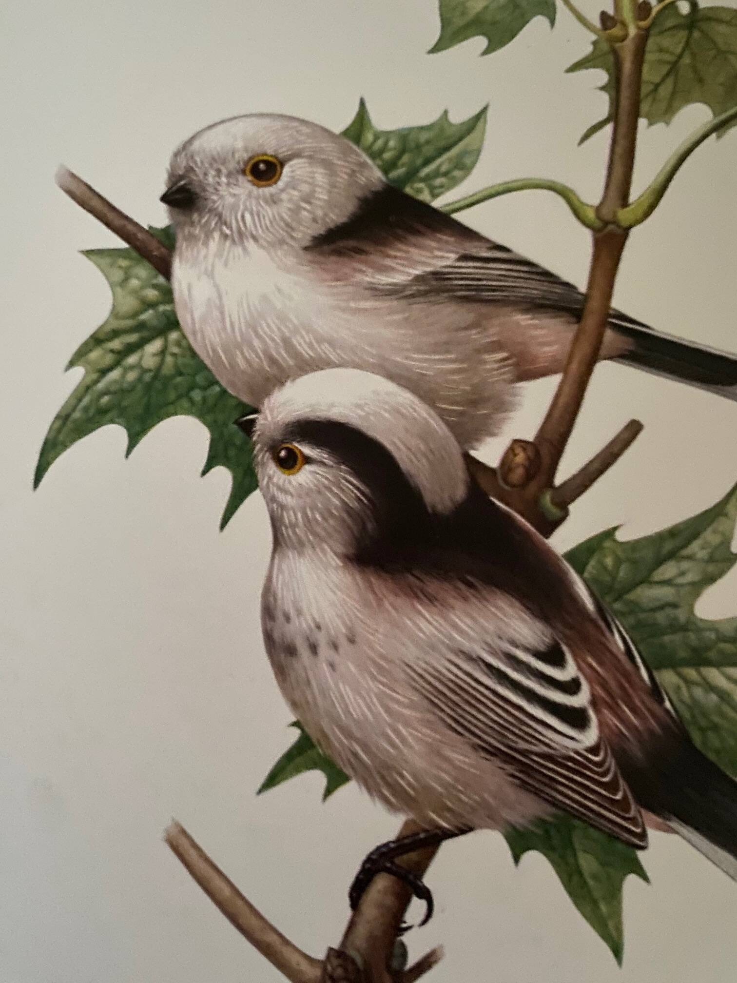 Old ornithological plate – Long-tailed tit
