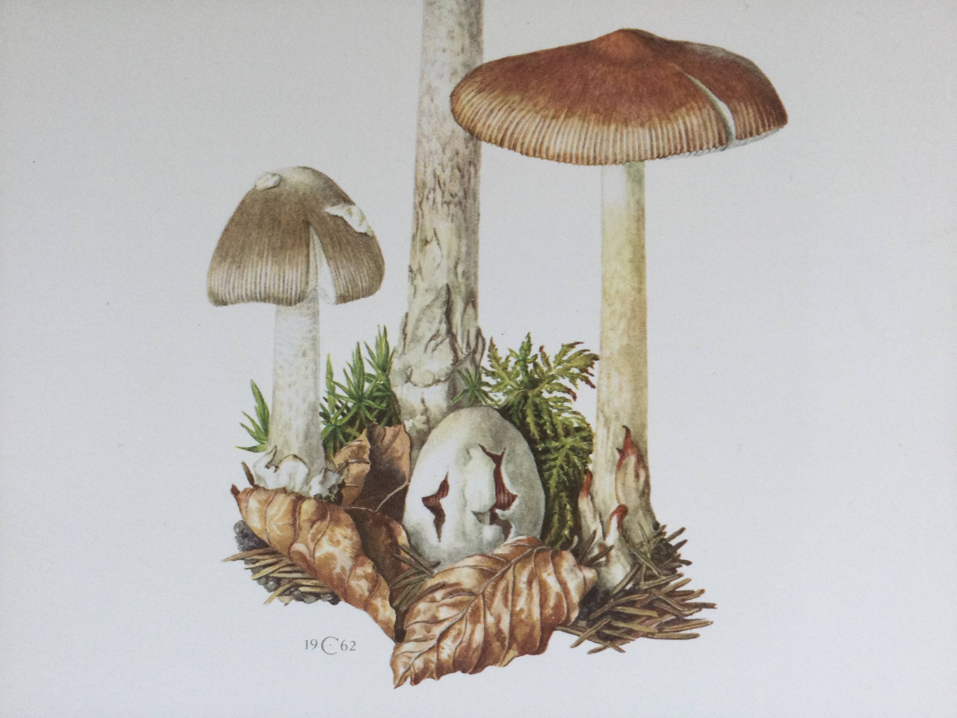 Botanical illustration "mushrooms", 1960s