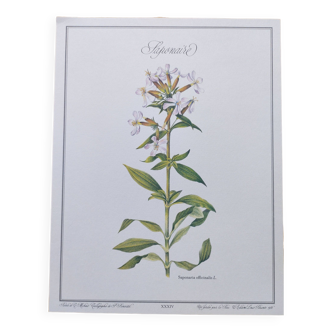 Botanical engraving -Saponaria- Illustration of medicinal plants and herbs. Pastels by C. Michaut
