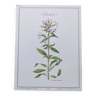 Botanical engraving -Saponaria- Illustration of medicinal plants and herbs. Pastels by C. Michaut