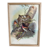 Ornithological lithograph The finch