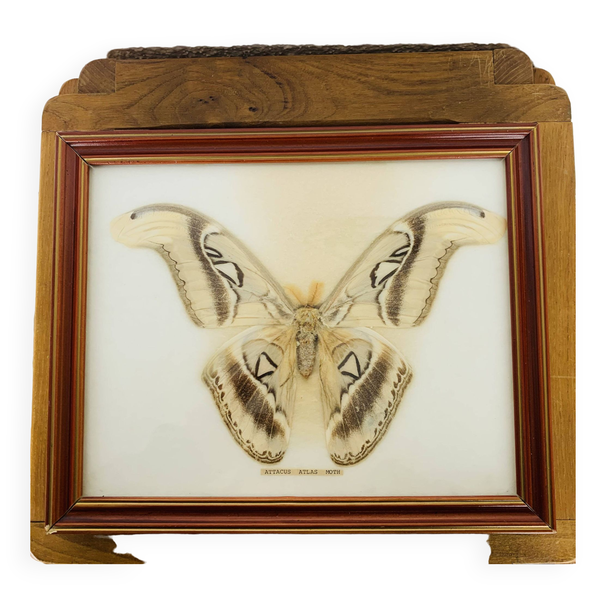 Naturalized Attacus Atlas butterfly frame