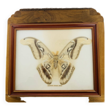 Naturalized Attacus Atlas butterfly frame