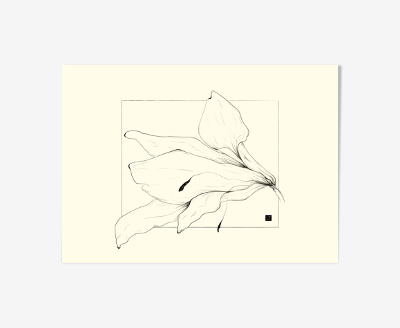 Freesia