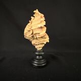 Old Murex conch shell on turned wooden base Napoleon III vintage cabinet of curiosities
