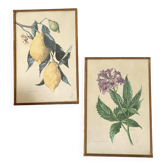 Botanical posters, flower and lemon lithographs, metal frame