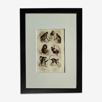 Planche zoologique originale " Choras Mandrill mâle & femelle - &c... " Buffon 1836