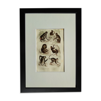 Original zoological plate " Choras - Male Mandrill & female - &c... " Buffon (1836)