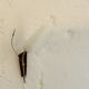 Pair of vintage tulip wall lamps 1950