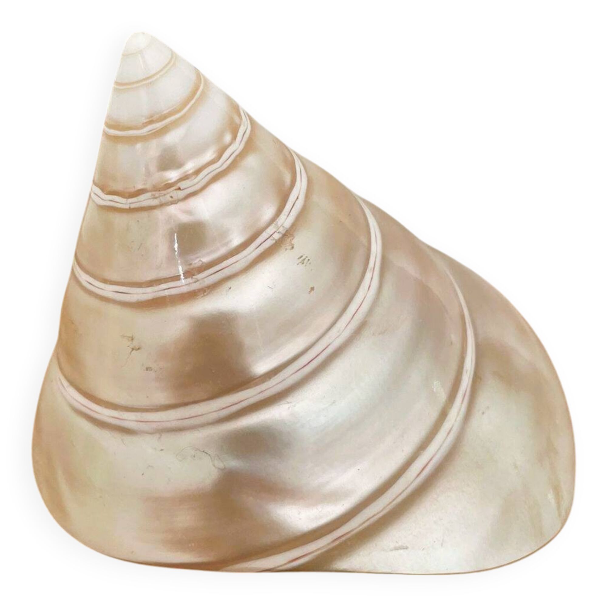 Petit coquillage : Trochus