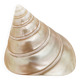 Petit coquillage : Trochus