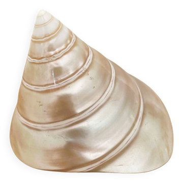 Petit coquillage : Trochus