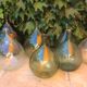 Demijohn old 10 litres
