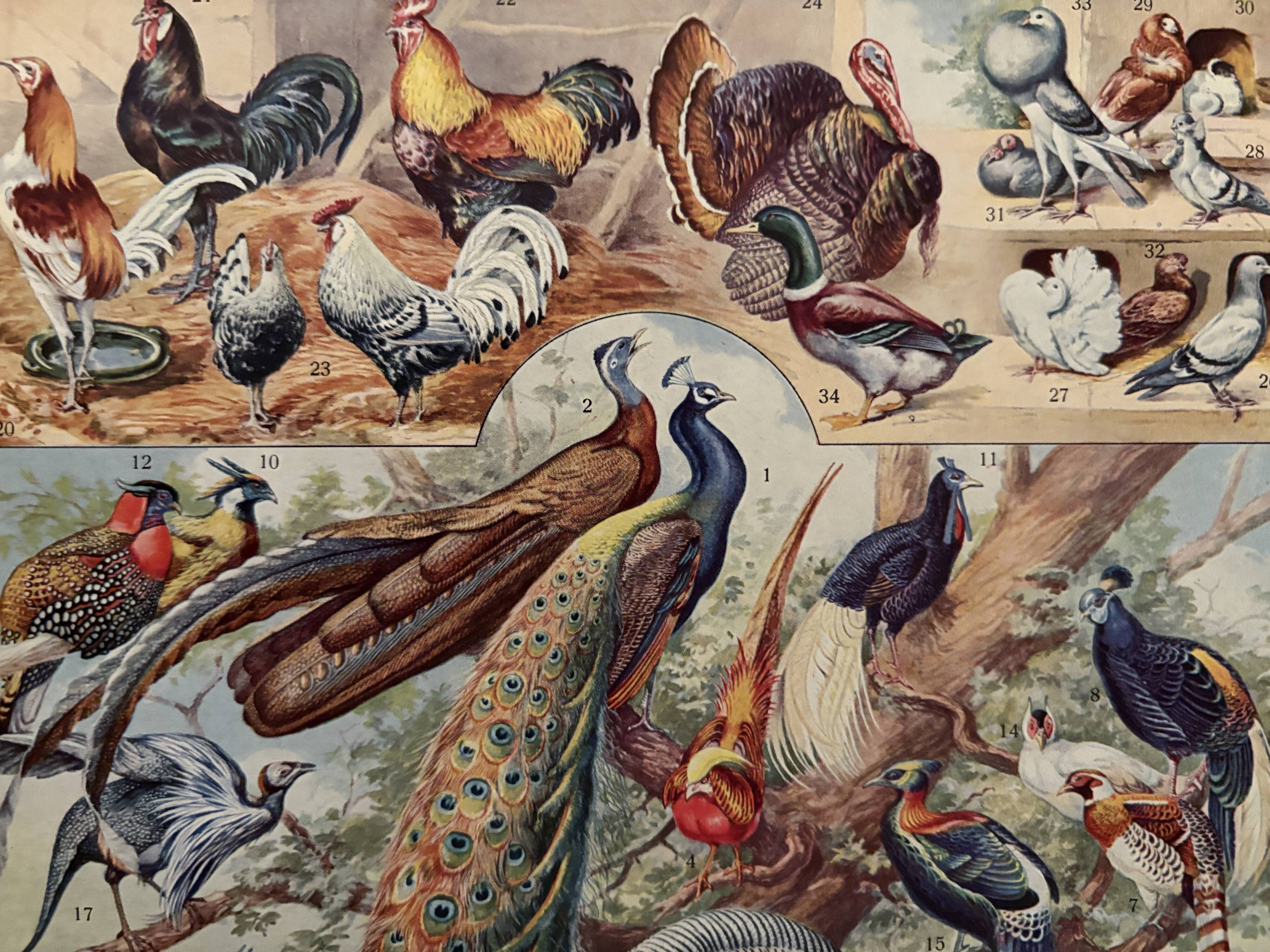 Planche illustrée sur les oiseaux (de basse-cour et volière) - 1930