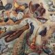 Planche illustrée sur les oiseaux (de basse-cour et volière) - 1930