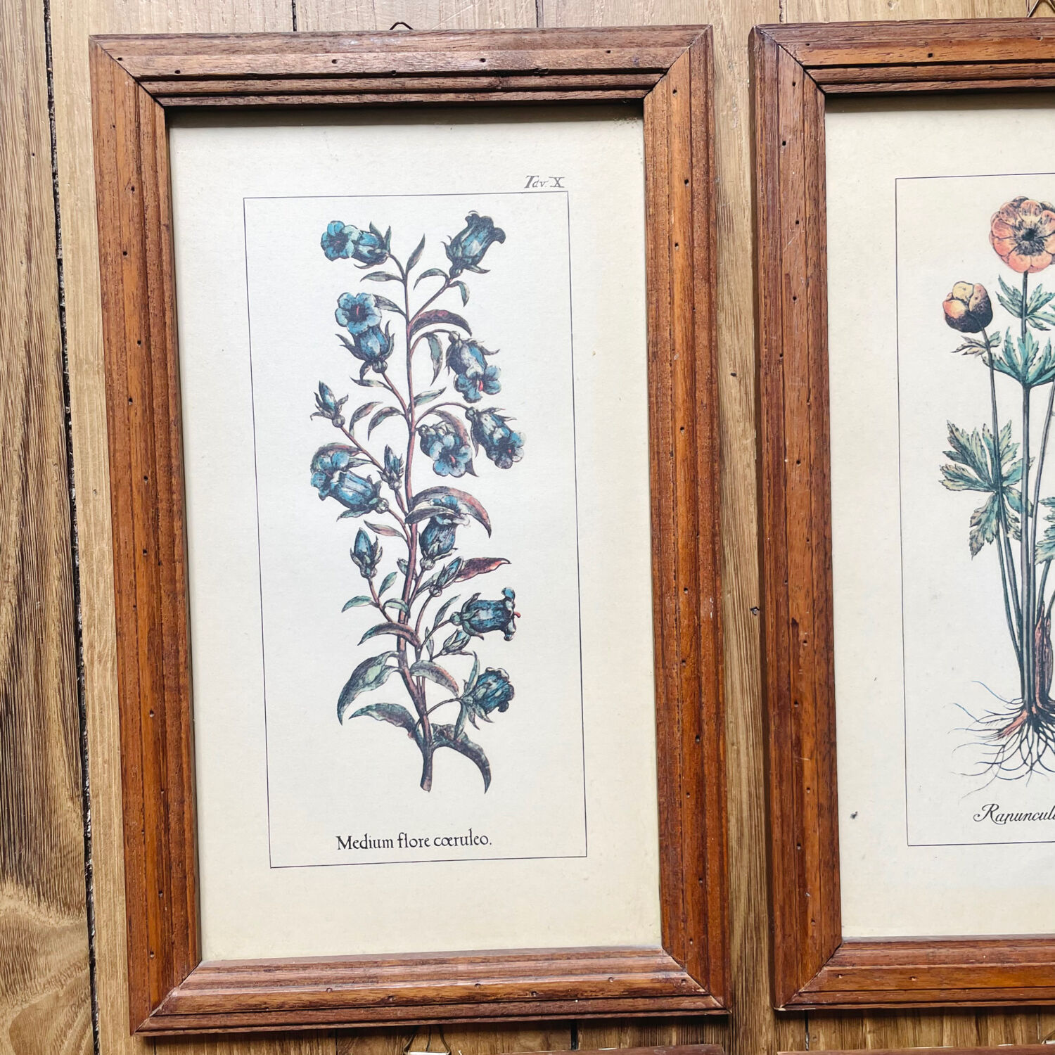 Set of 4 herbarium-type posters