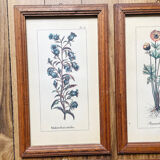 Set of 4 herbarium-type posters