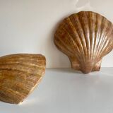 Shell wall enameled by aljezur