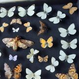 Collection d'une trentaine de magnifiques papillons naturalisés sous vitrine ouvrable