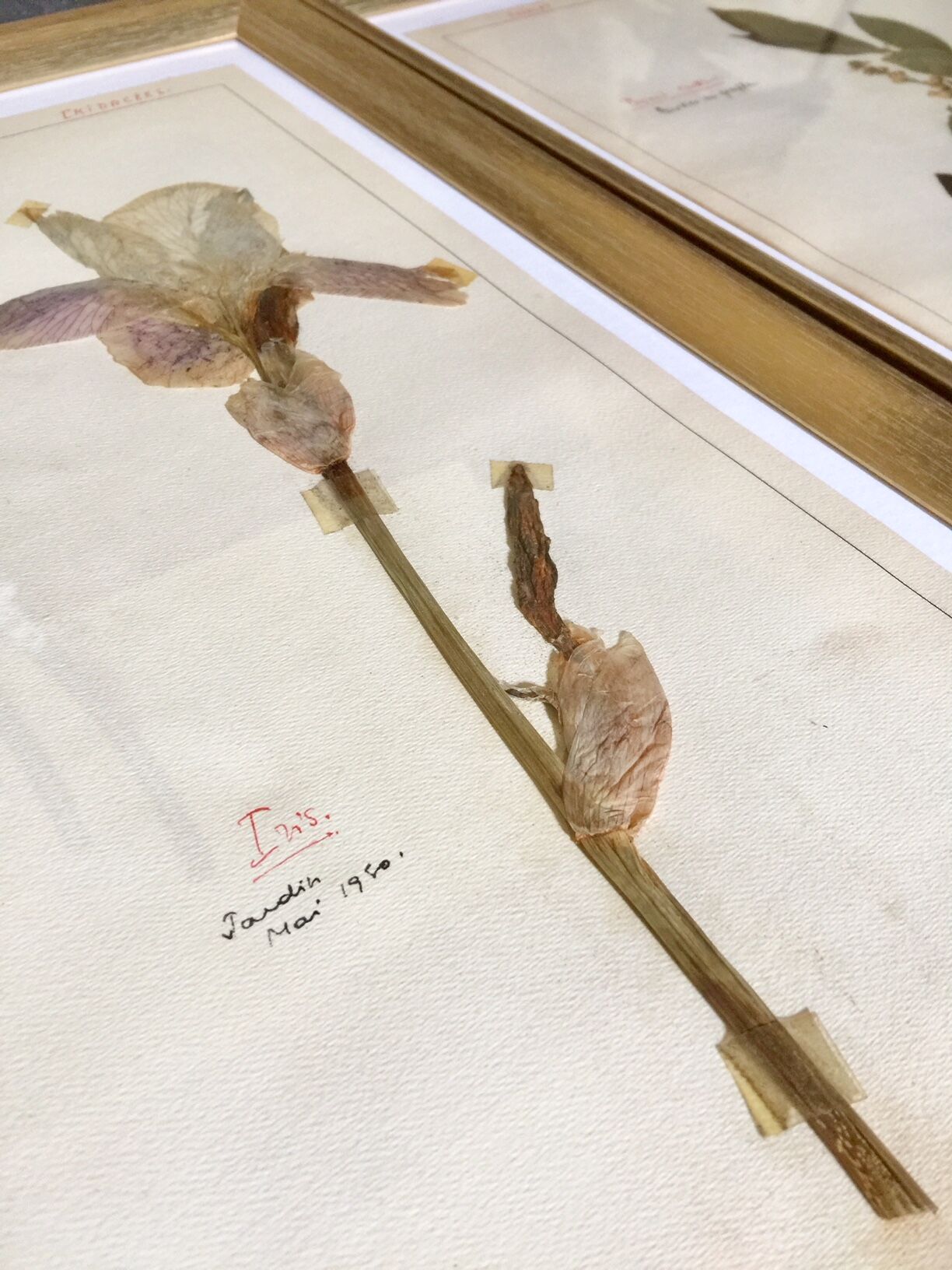 Lot de 6 planches herbier de 1950