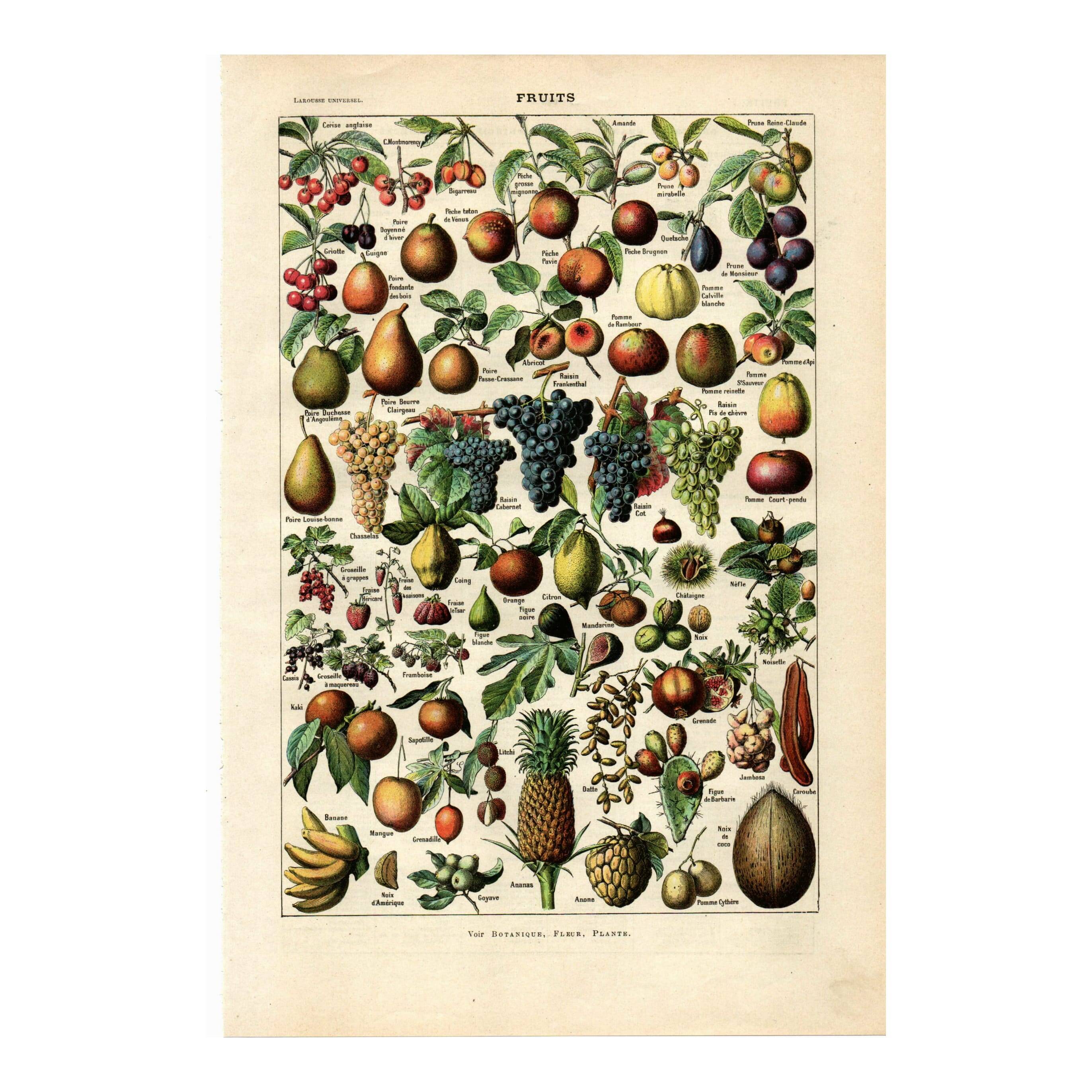 Gravure ancienne de 1923 - Fruits du monde - planche