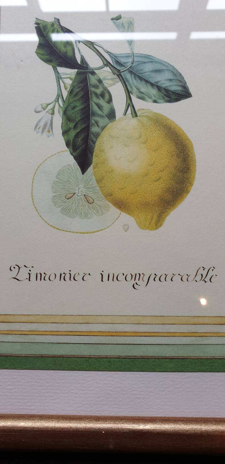 Planche botanique citronnier