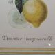 Planche botanique citronnier