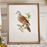 Chromolithograph golden frame bird Dove