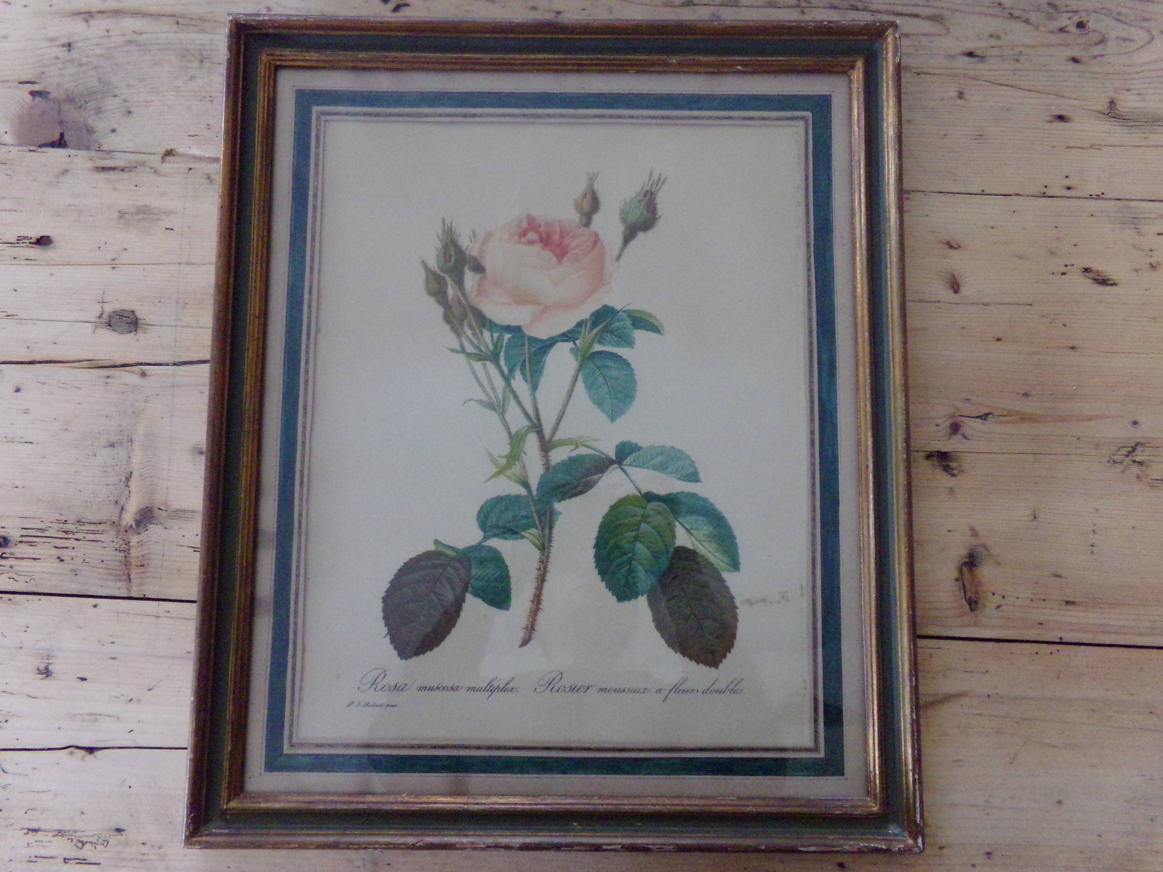 Framed antique lithograph by Pierre-Joseph Redouté