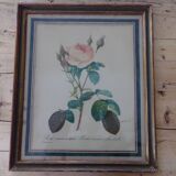 Framed antique lithograph by Pierre-Joseph Redouté