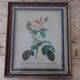 Framed antique lithograph by Pierre-Joseph Redouté