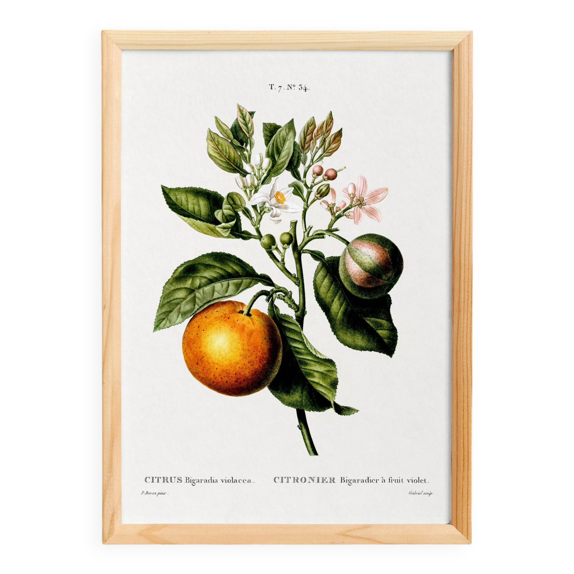 Poster about the lemon tree and its lemons