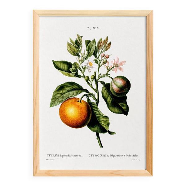 Affiche sur le citronnier et ses citrons