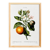 Poster about the lemon tree and its lemons