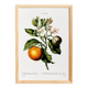 Poster about the lemon tree and its lemons